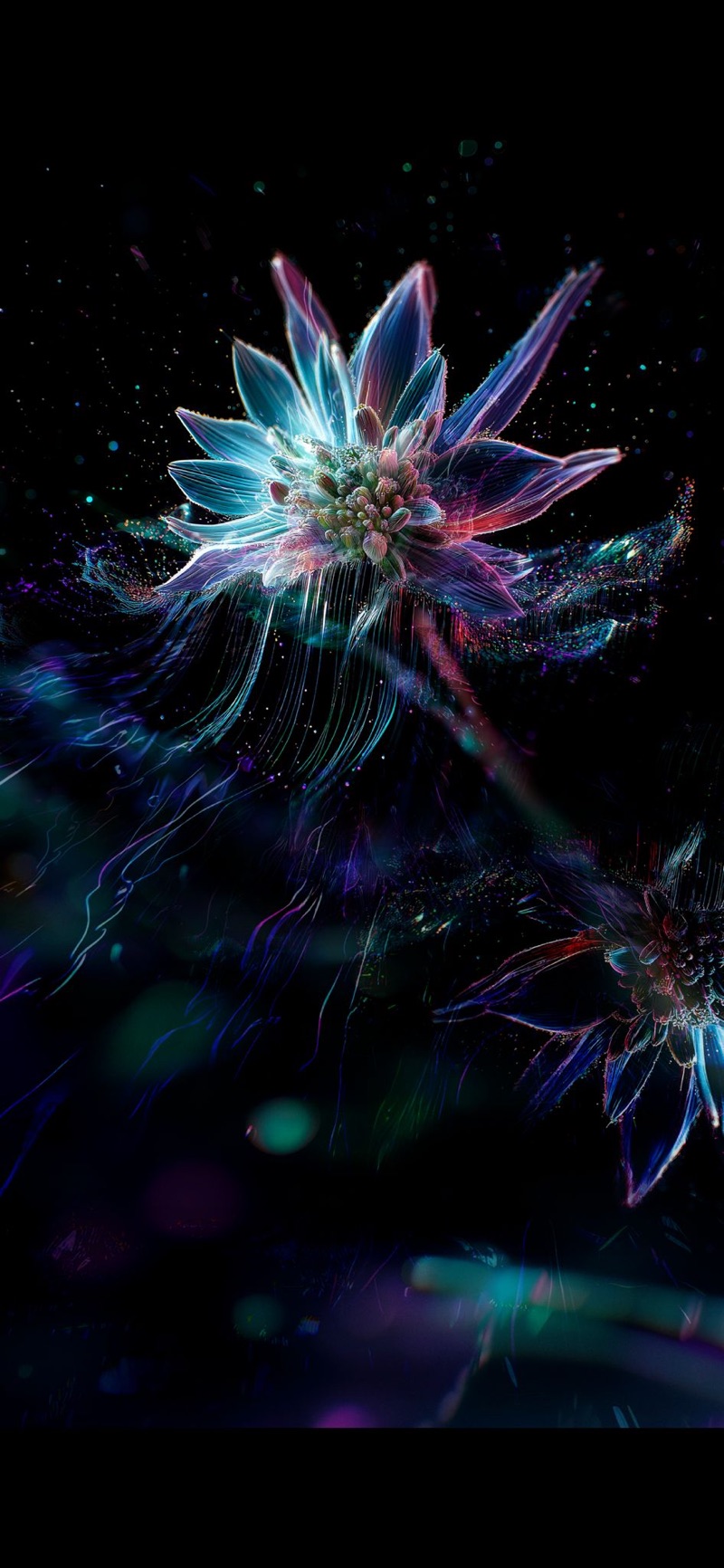 Edelweiss lumineux, cyan et magenta, sur fond noir.